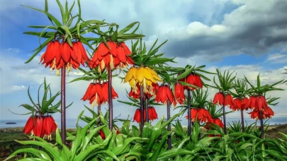 Gören Hayran, Koparan Pişman: Bingöl’de Ters Lale Alarmı