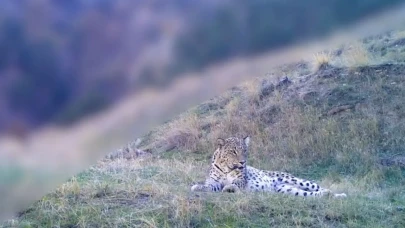 Anadolu'da yeniden görüntülendi: İşte 1000 yıllık efsanenin en net görüntüsü