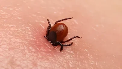Kurban Bayramı öncesi uyarı: Karadeniz’de kene vakaları patladı!