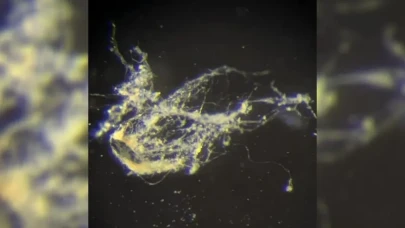 Doğa Mucizesi! Elektrik İleten Bakteri Keşfedildi, Bilim Dünyası Şokta