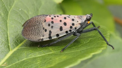 İstilacı Benekli Fener Sineği Nedir, Türkiye'de Var Mı, Hangi Ülkelerde Görülüyor, Zarar Verdiği Ekinler, Korunma Yöntemleri