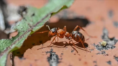 Afrika’dan Avrupa’ya Karınca Kaçakçılığı: Belçikalı Gençler Yakalandı!