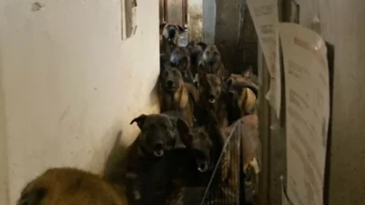 Apartman dairesinde 48 köpek bulundu