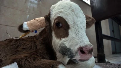 Buzağı Desteklemesi Ödemeleri Ne Zaman Yapılacak? Başladı Mı, Ne Zaman Bitecek?