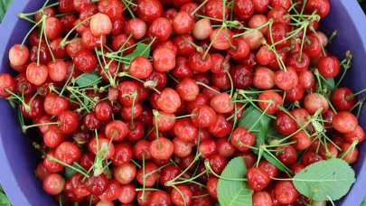 “Misafir Kirazı” Geleneği Sürüyor: Ayvalı'da Hasat Ziyaretçilere İkramla Başladı