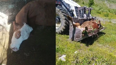 Yoksulluğun İçinde Bir Umuttu O İnek… Şimdi Geride Sadece Gözyaşı Var