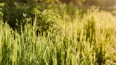Bahçede bu yöntemi deneyin yabani otlara sonsuza dek elveda deyin