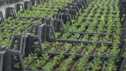 İstanbul Tarımda Atağa Geçti: 1 Milyon Fide Üreticiyle Buluşuyor!