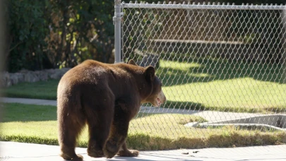 ABD’de Şoke Eden Olay: Ayı, 89 Yaşındaki Adamı Öldürdü