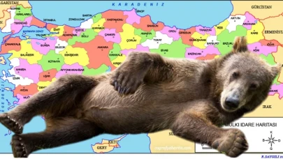 Türkiye'nin ayı haritası çıkarıldı! En çok ayı bakın hangi ilde görüldü?