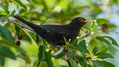 Bahçenizde bu kuşu gördüyseniz dikkat: Salgın riski taşıyor