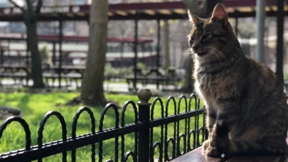 Zonguldak’ta Tüyler Ürperten Olay: Kediler Bilinçli Şekilde Öldürüldü