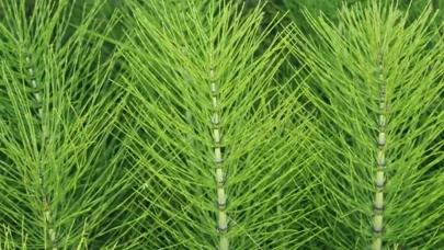 Dere kenarında yetişiyor içinde silikon var bir kaşık suyunu içenin kemiklerini çakı gibi yapıyor