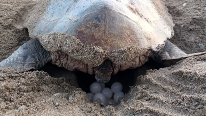 Antalya Belek’te Caretta Caretta Sezonu Başladı! İlk Yuvalar Tespit Edildi