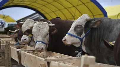 Canlı hayvan fiyatlarında şaşırtan durum: Artış serisi durdu!
