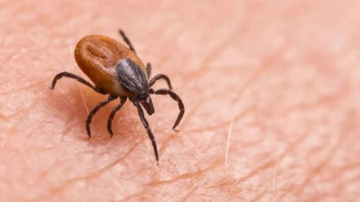 Keneler özellikle onları seçiyor! Bu kan grubuna sahip olanlar dikkat