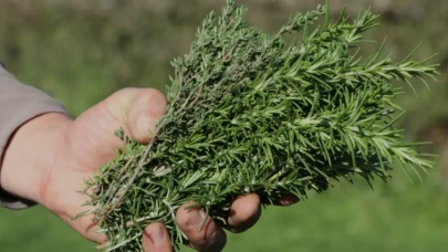 Alzheimer’a karşı şifalı bitki umudu