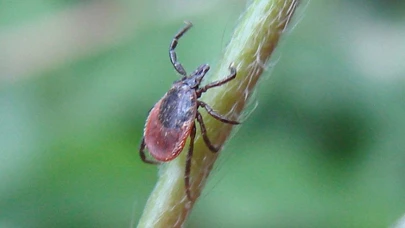 Kayseri’de Bayram Pikniği Acıya Dönüştü: Keneyi Kendi Çıkaran Adam Hayatını Kaybetti
