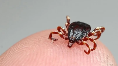 Kene alarmı Meclis gündeminde! MHP'li vekilden kritik soru önergesi