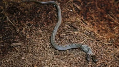 Türkiye’de hangi yılanlar yaşıyor, hangileri zehirli? Zehirli yılan nasıl anlaşılır?