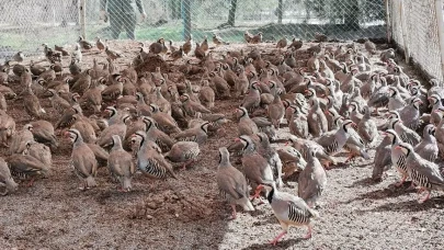 Keklikler görev başında: Keneye karşı doğadan güçlü hamle!
