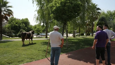 Bayram sabahı aksiyonla başladı: Kaçan kurbanlık boğa parkta yakalandı