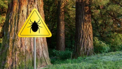 Kene Alarmı: Dört İlde Vakalar Artıyor, Uzmanlardan Hayati Uyarı!