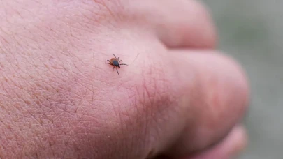 Keneler bu kokuya tahammül edemiyor! Piknikten önce bunu sürün, yaklaşamıyorlar