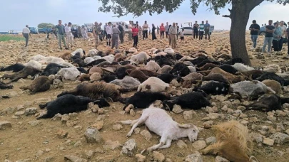 Şırnak'ta Korkunç Doğa Olayı: 95 Hayvan Telef Oldu!