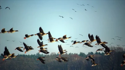 Kastamonu’da Yaban Kuşları Rehabilite Edildi ve Doğaya Bırakıldı