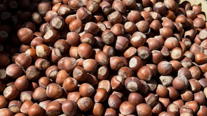 Serbest piyasa fındık fiyatları düştü! İşte Karadeniz'de son durum