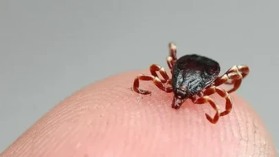 Kırım Kongo Kanamalı Ateşi nedir, nasıl bulaşır? Kırsal bölgelerde alarm zilleri çalıyor