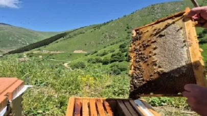 Anadolu’da arıcıların kâbusu geri döndü! Yeniden Türkiye’de