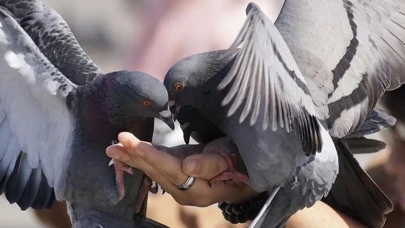 Bu yasak sadece orada var! Kuşlara yem vermek büyük para cezasına mal olabilir