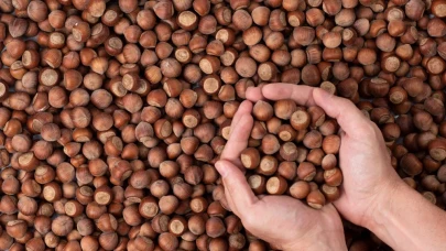 4 Haziran serbest piyasa fındık fiyatları! Karadeniz'de üretici mutsuz