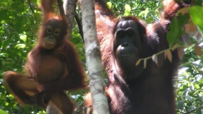 Sadece insana özgü değilmiş! Orangutanların seslerinde katman katman anlam gizli