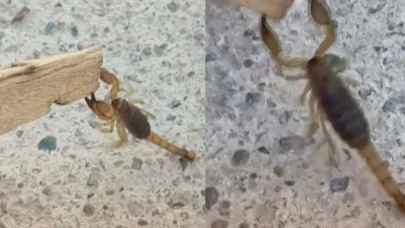 Kahramanmaraş'ta Akrepler Evlere Sızdı: Dereköy’de Korku Anları