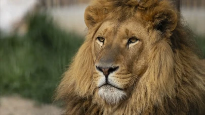 Namibya’da aslan saldırısı: Turizm destekçisi hayatını kaybetti