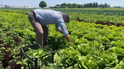 3 Liralık Marul 30 Liraya Raflarda! Üretici İsyan Etti: “İflas Noktasındayız”