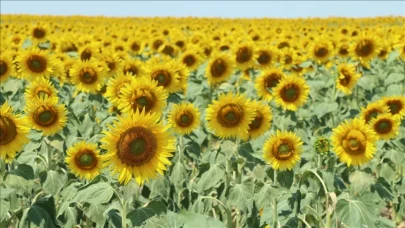 Sarı Gelinler Açtı: Ayçiçeğinde Umut Veren Gelişim