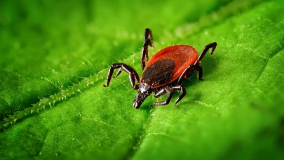 İstanbul’da kene alarmı: Son 3 ayda 6 bin vaka bildirildi
