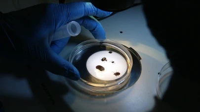 Türkiye'de yeni bir kene türü tespit edildi!