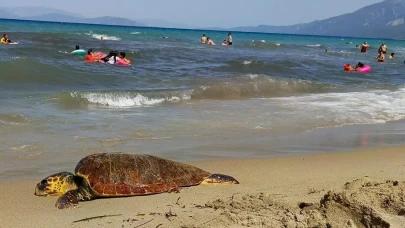 Kuşadası Açıklarında Caretta Caretta Gözlemi: O Anlar Kamerada