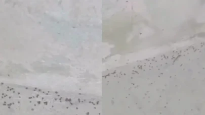 İstanbul’da korkutan alarm! Binlerce kene görüntülendi: İşte o ilçe ve mahalle