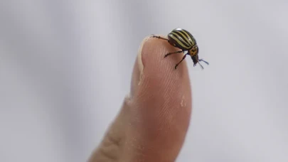 Sıcaklık Artışıyla Keneler de Artıyor: Doğal Denge Alarm Veriyor