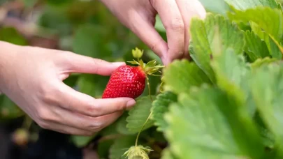 Çileğin Karaciğer ve diyabete karşı gizli gücü