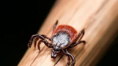 Kayseri’de kene can aldı: 3 çocuk annesi hayatını kaybetti