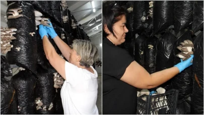 Kooperatif Kurup Tesis Açtılar: Sinoplu Kadınlardan Kırsal Kalkınma Hamlesi