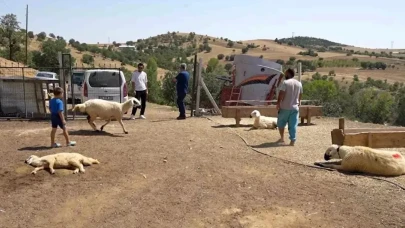 Kırıkkale'de Hayvan Ölümleri Şok Yarattı: 200 Küçükbaş Telef Oldu