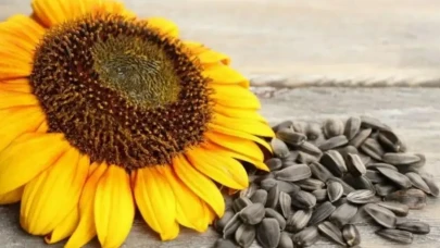 Çekirdeğin sağlığa faydaları: Küçük taneler, büyük etki